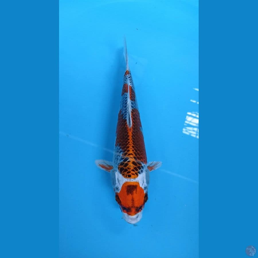 maruten kujaku 27cm