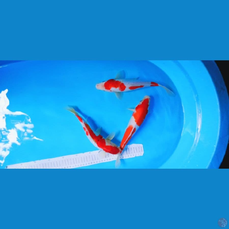 KOHAKU MERAH STRONG