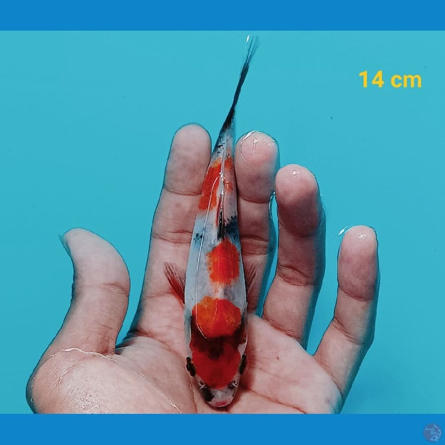 Maruten 14 cm