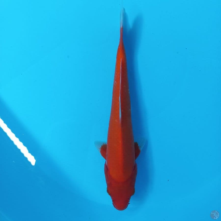 *AKAHAJIRO//ML/26 CM*