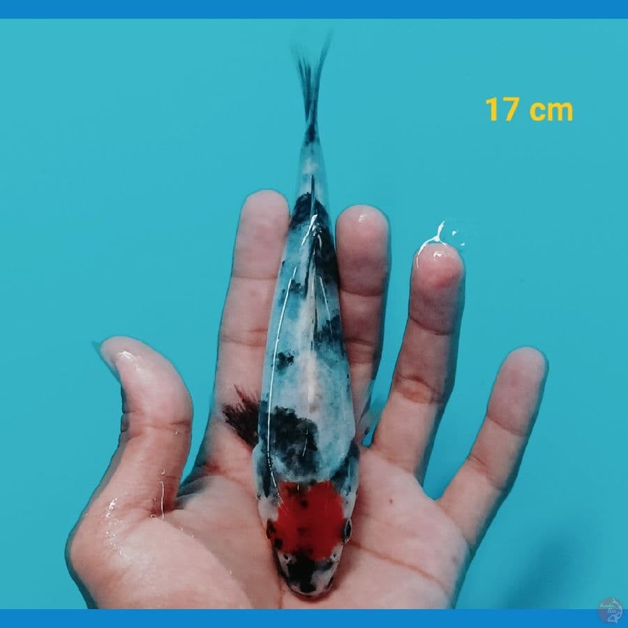 Tancho Showa 17 cm