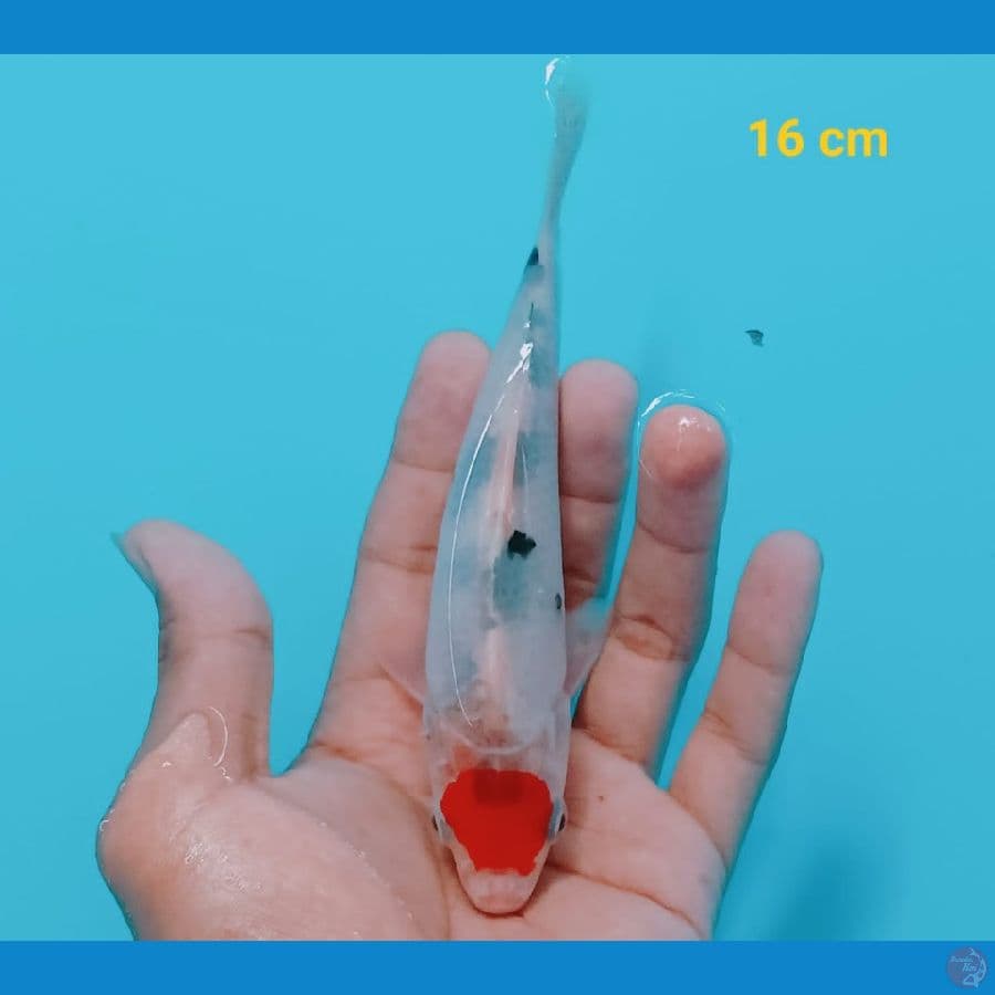 NANUNA 4 TANCHO | 16 cm | uncheck