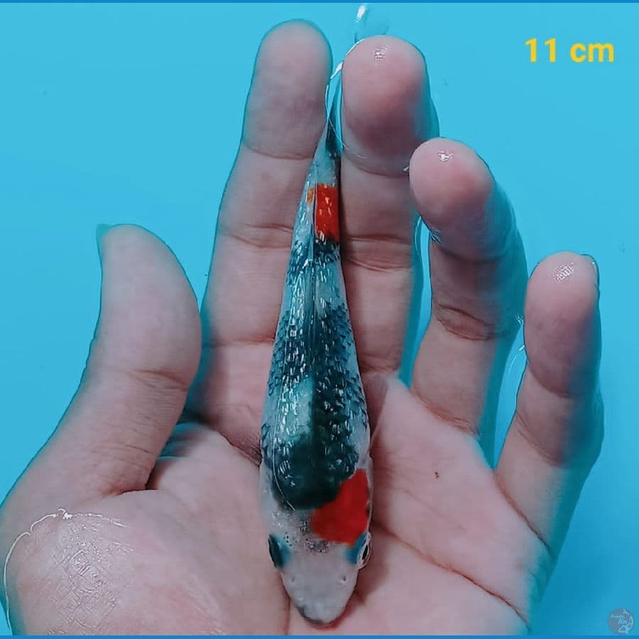 NANUNA 7 SHOWA | 11 cm | uncheck