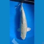 SORAGOI GINRIN 35 cm/FEMALE