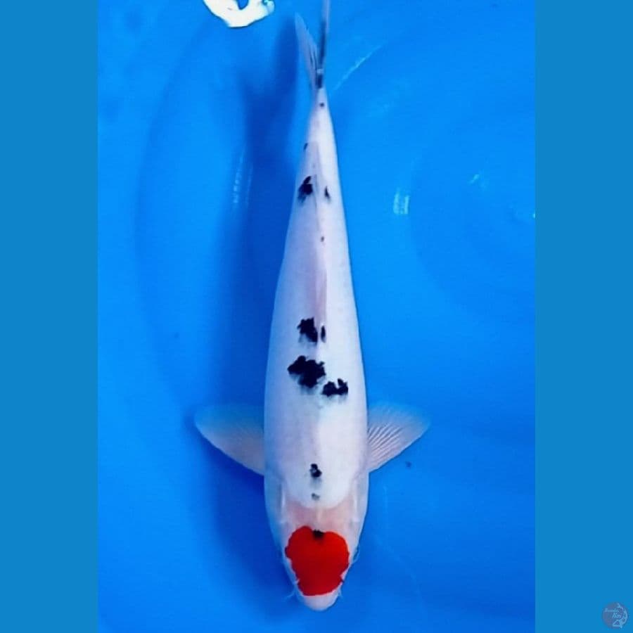 33 cm male 