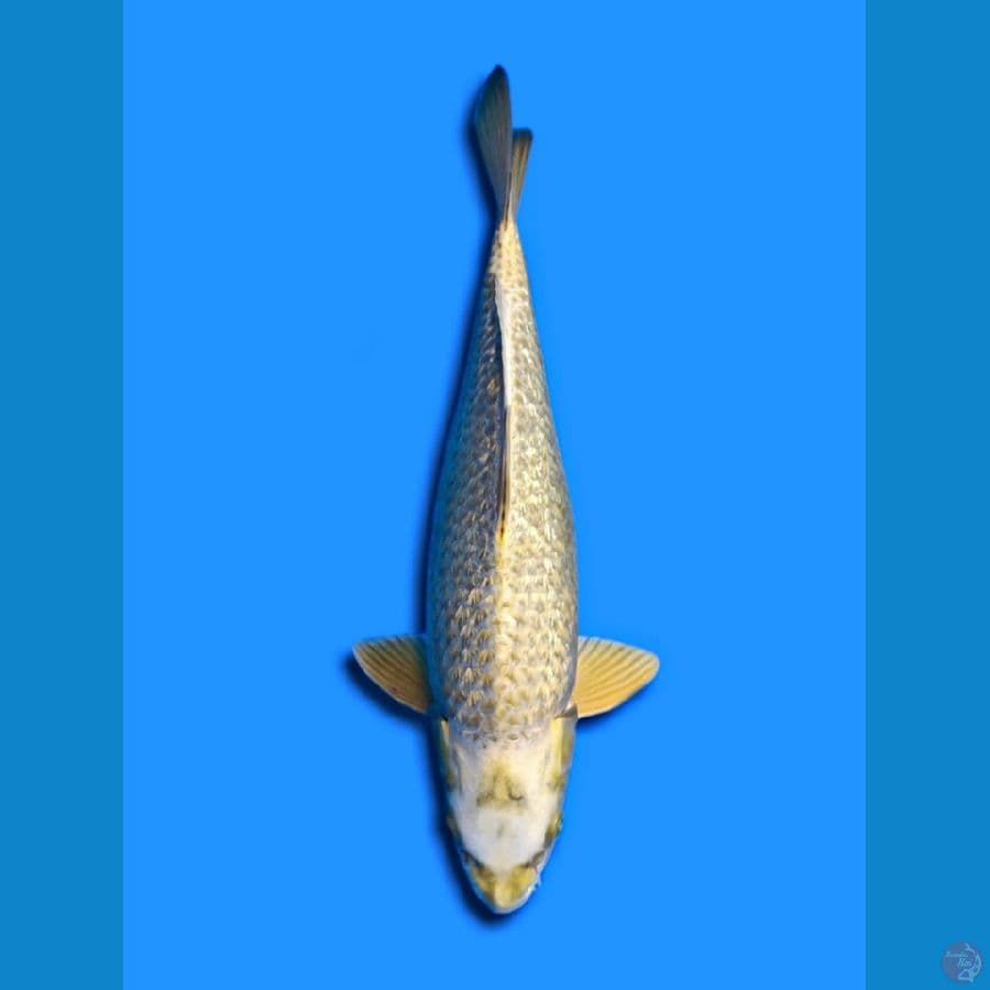 MUKASI GINRIN 35 cm/MALE