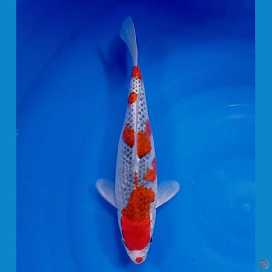 gosiki 30 cm fimale 