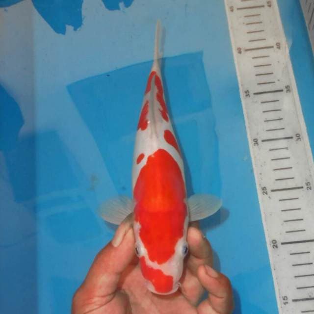 KOHAKU RED DEVIL