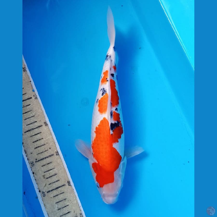 sanke ori 30cm