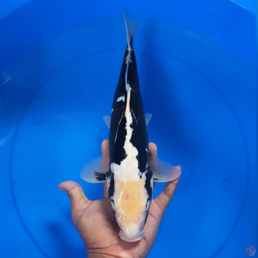 KUMON 37CM