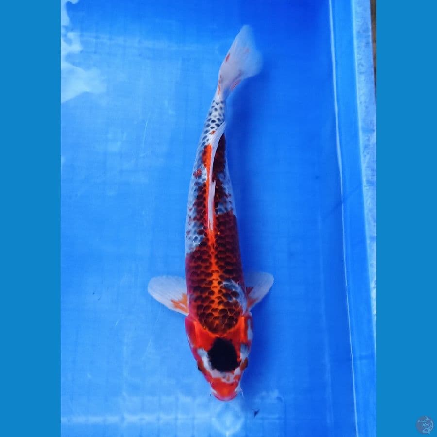 35up ghosiki sumimaru