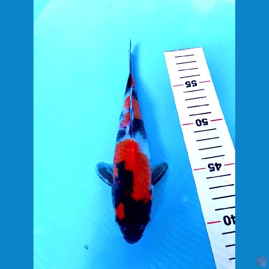 showa 21cm