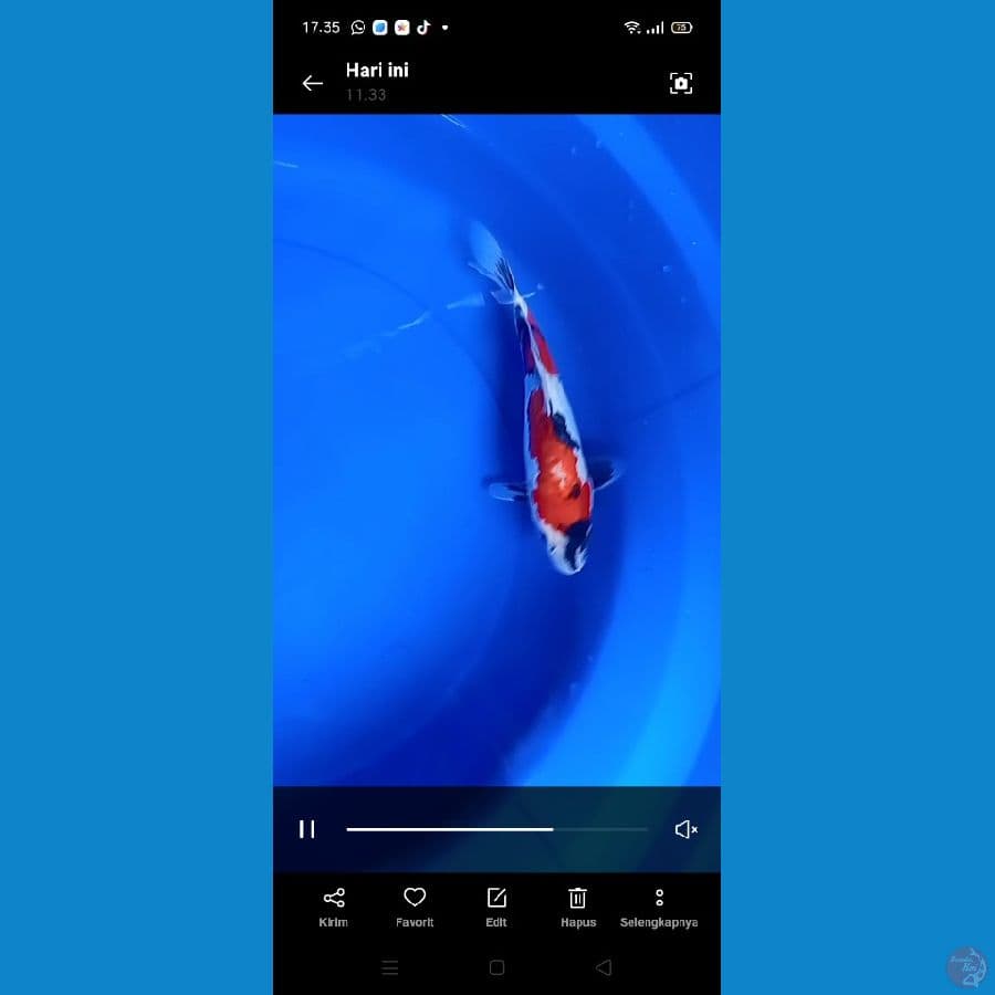 showa doitsu 27cm