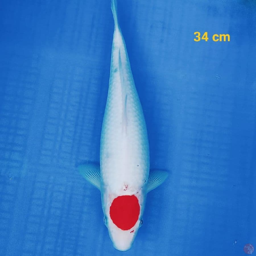 TANCHO 34 CM