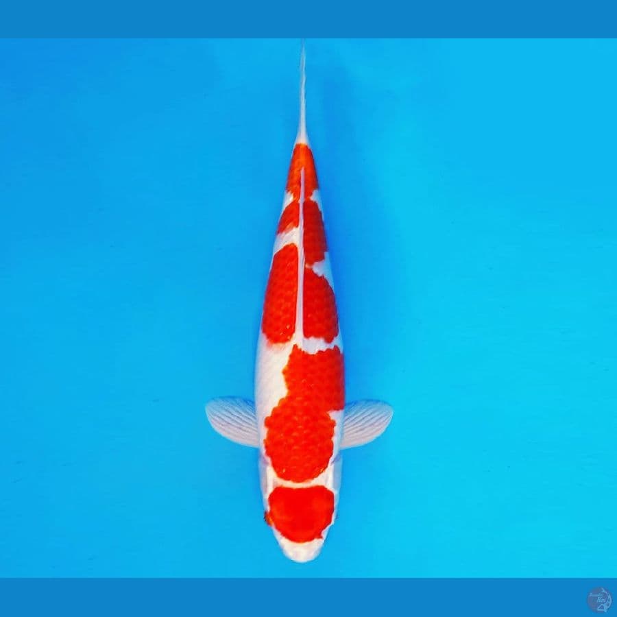 SILK KIMONO 2 ~ KOHAKU HIKARI 35 cm/fm ™