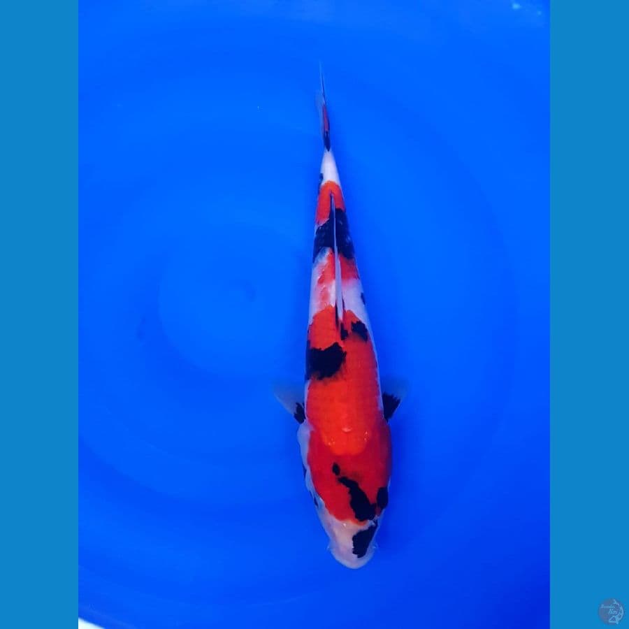 showa male 31cm original kwalitas HQ