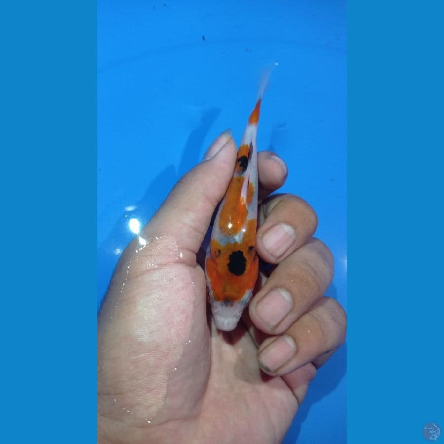 ~SHOWA TATEGOI 10cm~