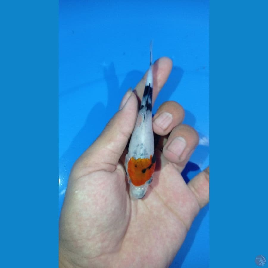 ~TANCO SHOWA 10CM~