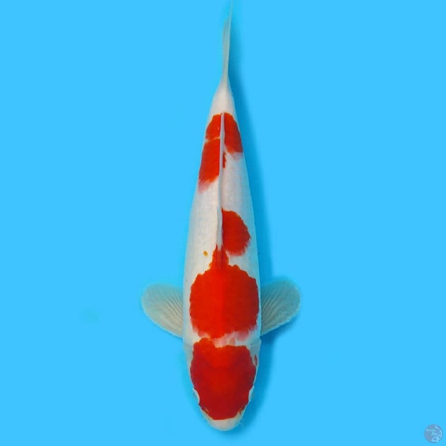 Kohaku 31cm HQ