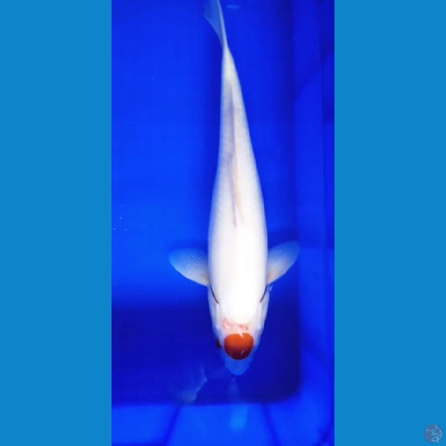 tancho kohaku