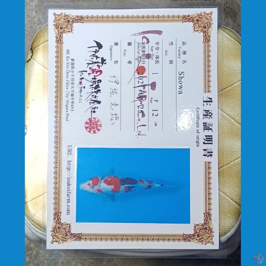 Showa Serti Isa Farm 29cm