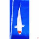 tanho kohaku
