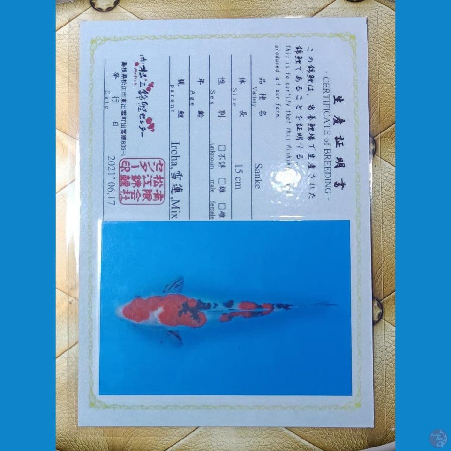 Sanke Serti Iroha 33cm