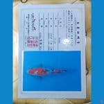 Sanke Serti Iroha 33cm