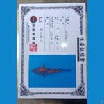 Hi Utsuri Serti Sinoda Farm 32cm