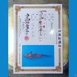 Showa Serti Isa Farm 34cm