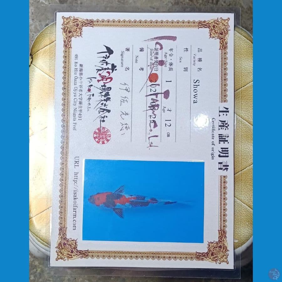 Showa Serti Isa Farm 30cm