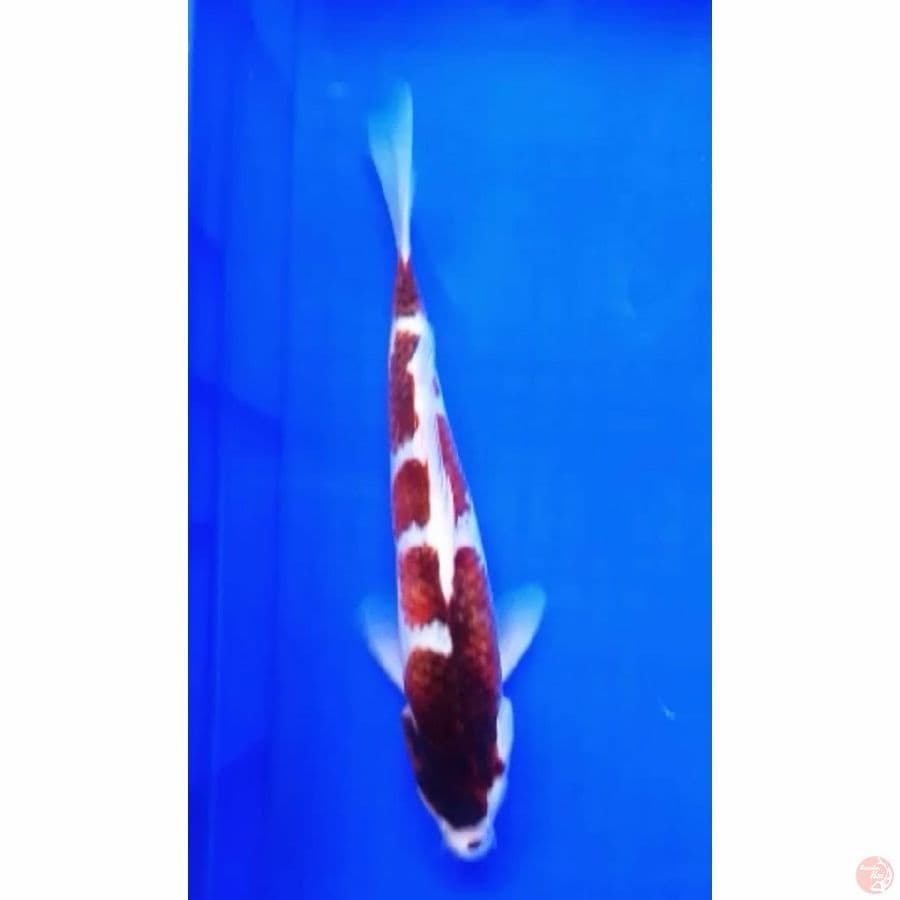 goromo