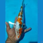 kiko 30cm 