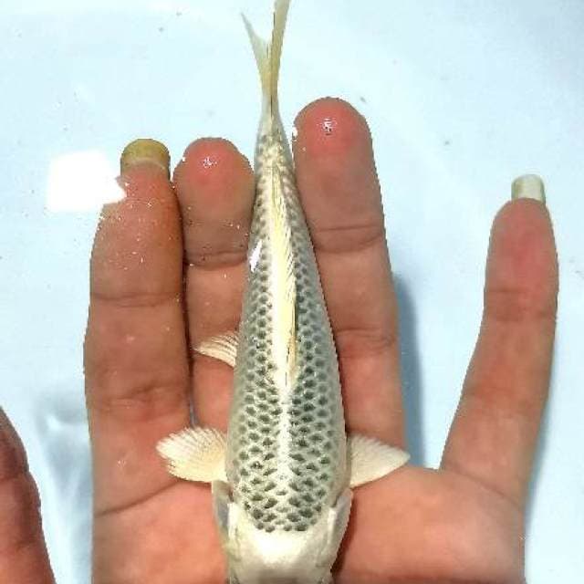 Mukasi 12 cm Ready Show
