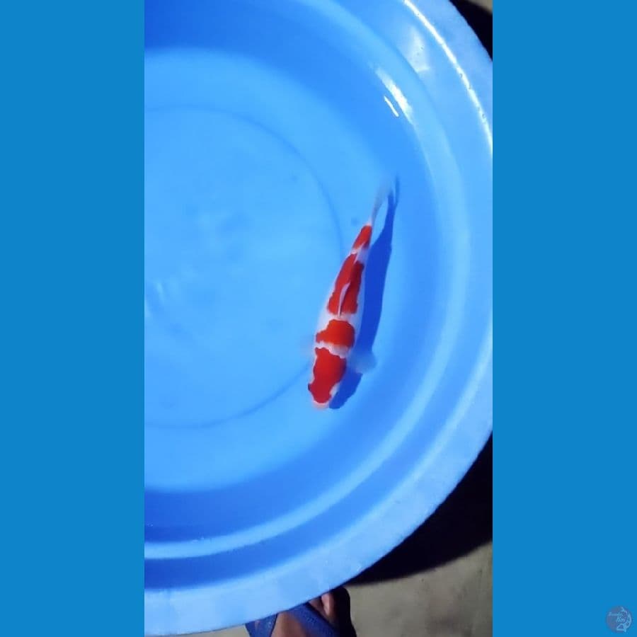 kuhaku 28cm