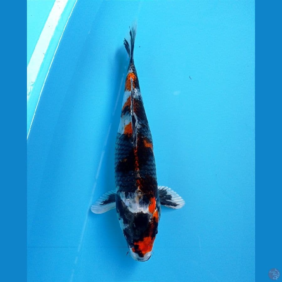 showa hikari 27cm