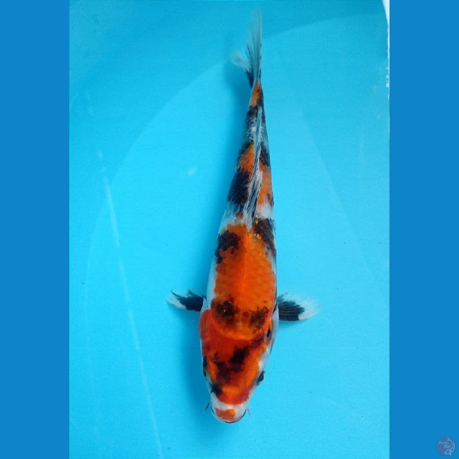 showa 23 cm