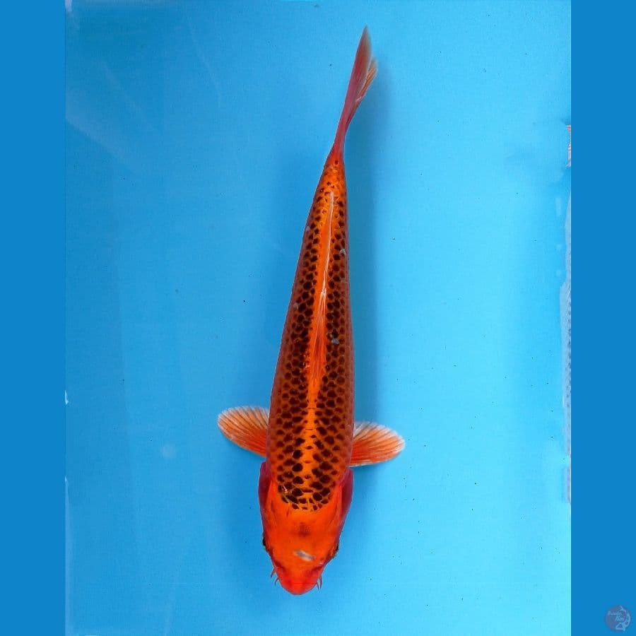 kin matsuba 23cm