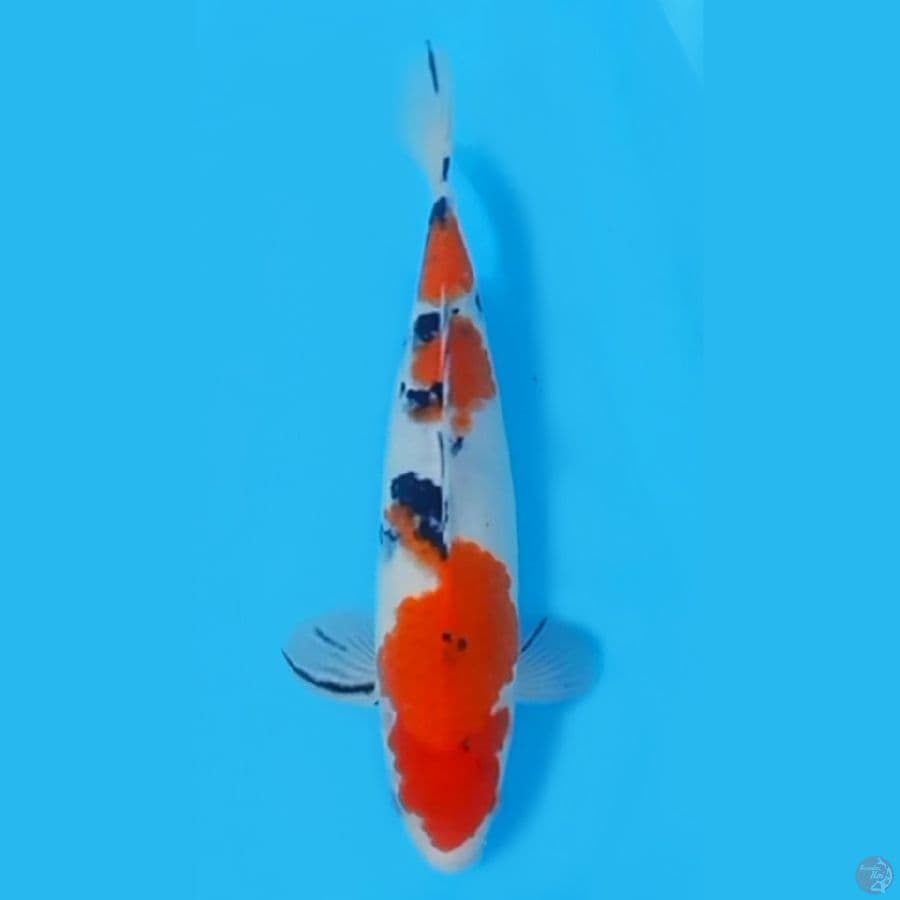 SANKE ~30CM/FEEMALE~