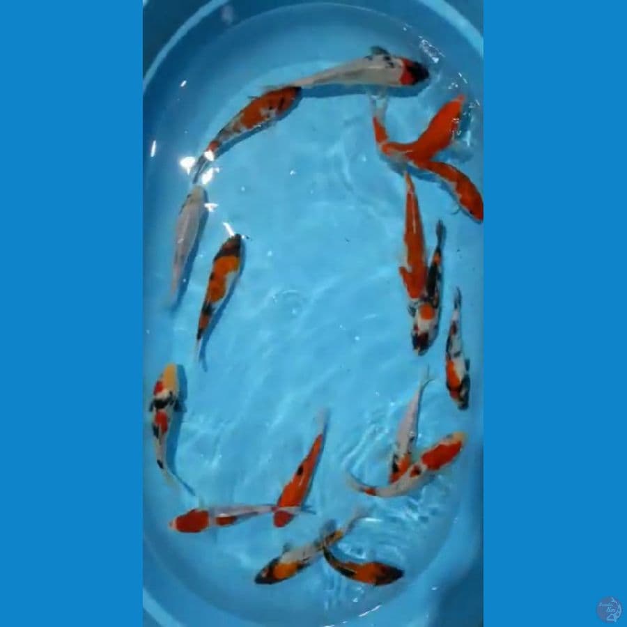 *MIX 15 EKOR// 16-21 CM*