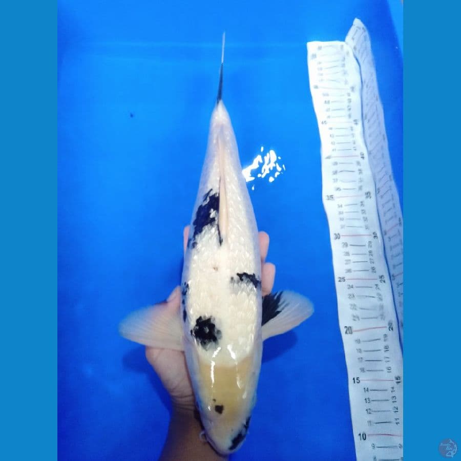 gindrin 39cm ML