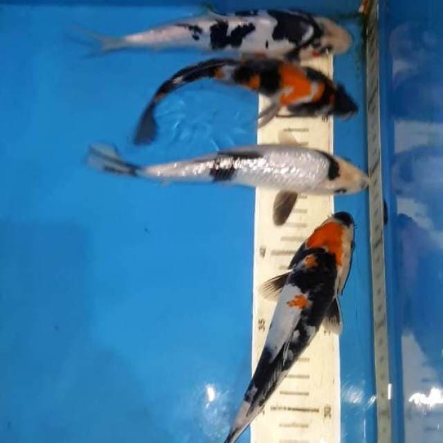 SHOWA,SHIRO GINDRIN,SHIRO DOITSU&TANCHO