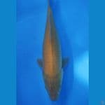 KARASHI 38CM female