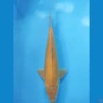 KARASHI MALE 35CM