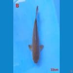 B. Chagoi penjinak Import