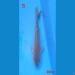 C. chagoi penjinak import
