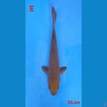 E. Chagoi penjinak import