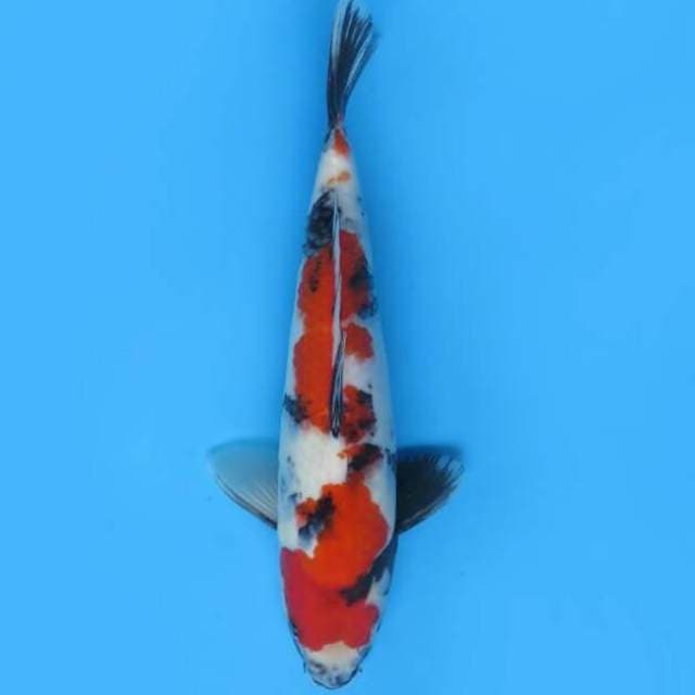 30cm - F1 Showa Sanshoku 
