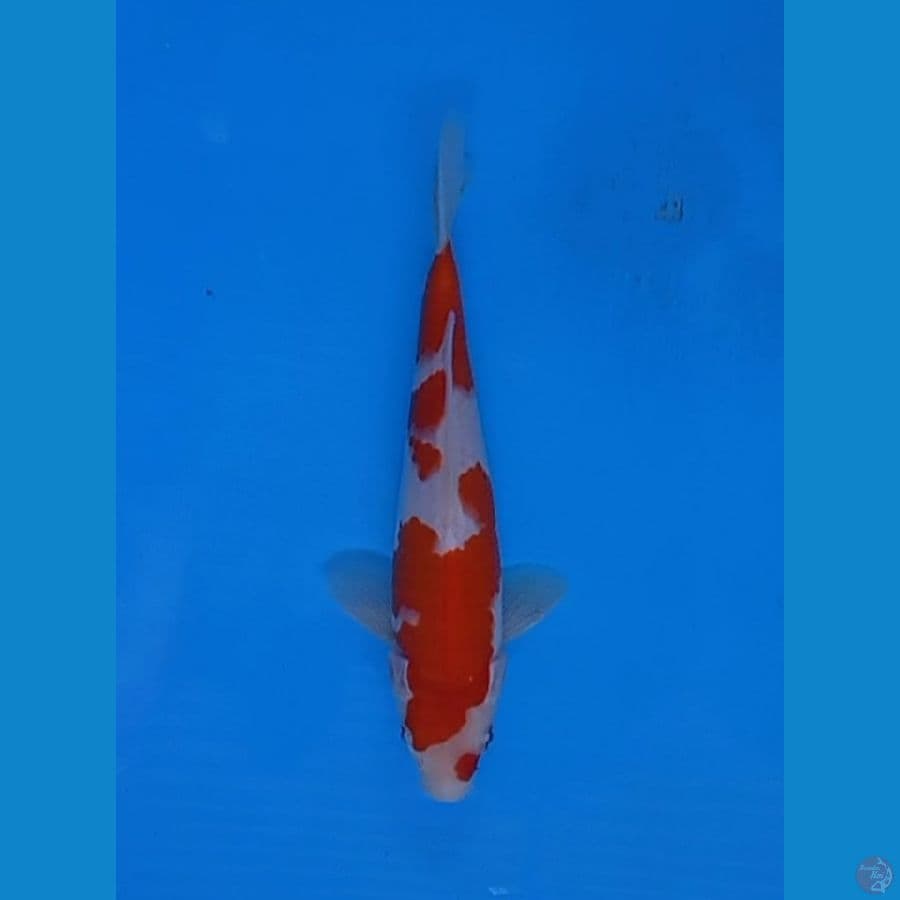 KOHAKU .20.Cm