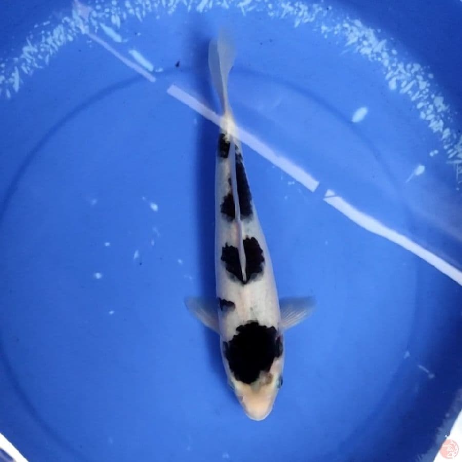 budo 29cm